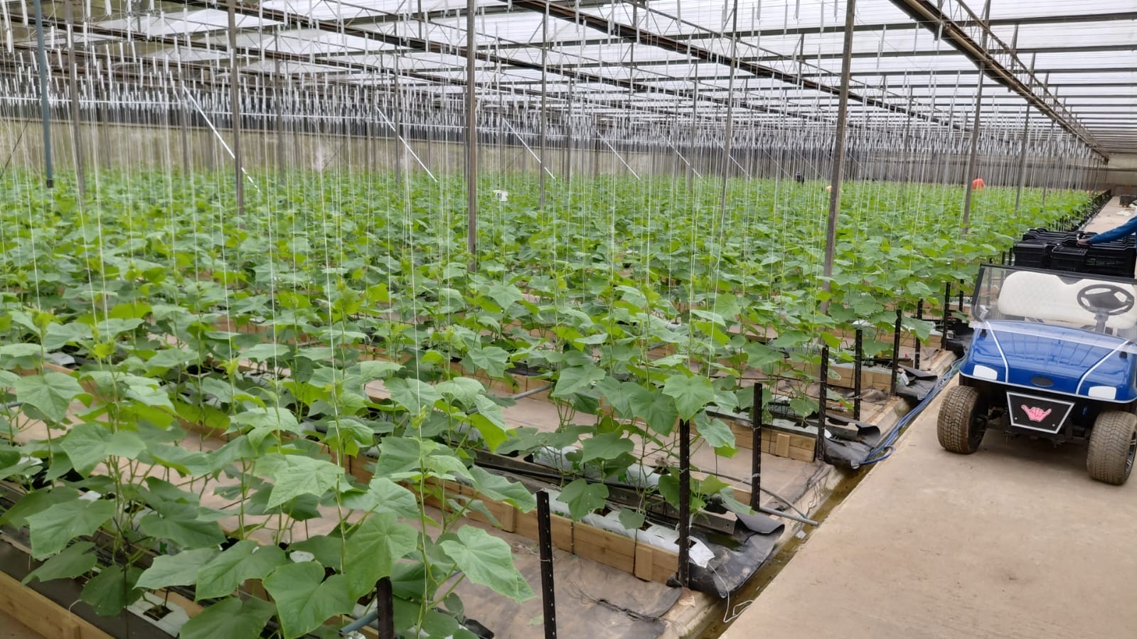 Renedene greenhouse overview
