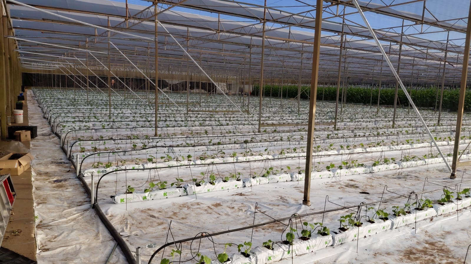 Young cucumber seedlings in greenhouse